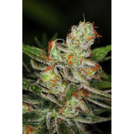 Jack The Ripper